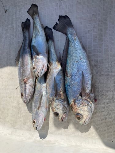 クログチの釣果