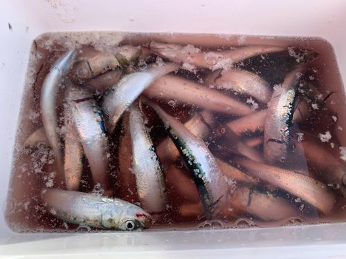 苫小牧東港一本防波堤