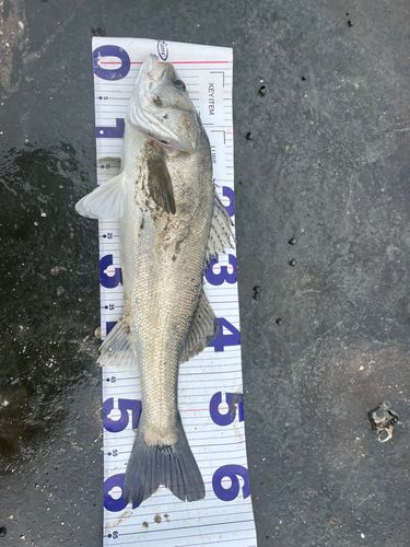 シーバスの釣果