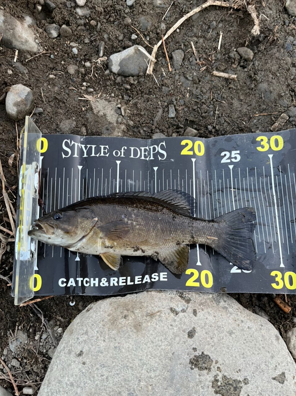 スモールマウスバス