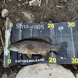 スモールマウスバス