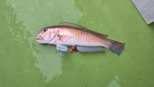 シロアマダイの釣果