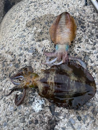 アオリイカの釣果
