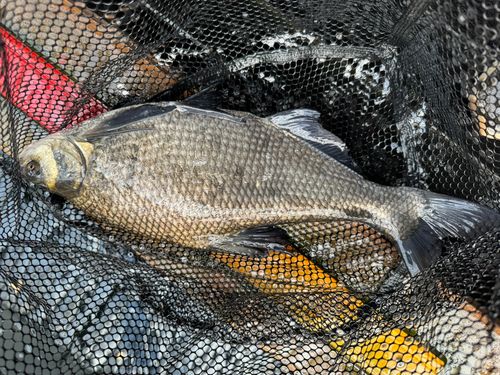 ダントウボウの釣果