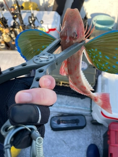 ホウボウの釣果