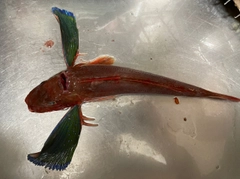 ホウボウの釣果