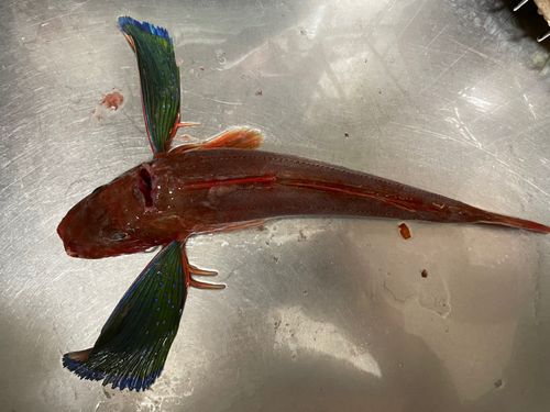 ホウボウの釣果