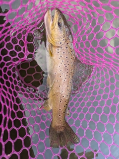 ブラウントラウトの釣果