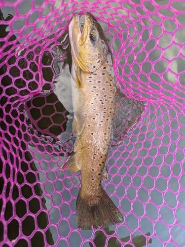 ブラウントラウトの釣果