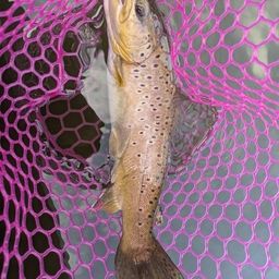 ブラウントラウト