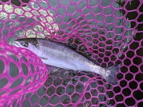 ギンザケの釣果