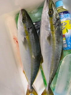 ハマチの釣果