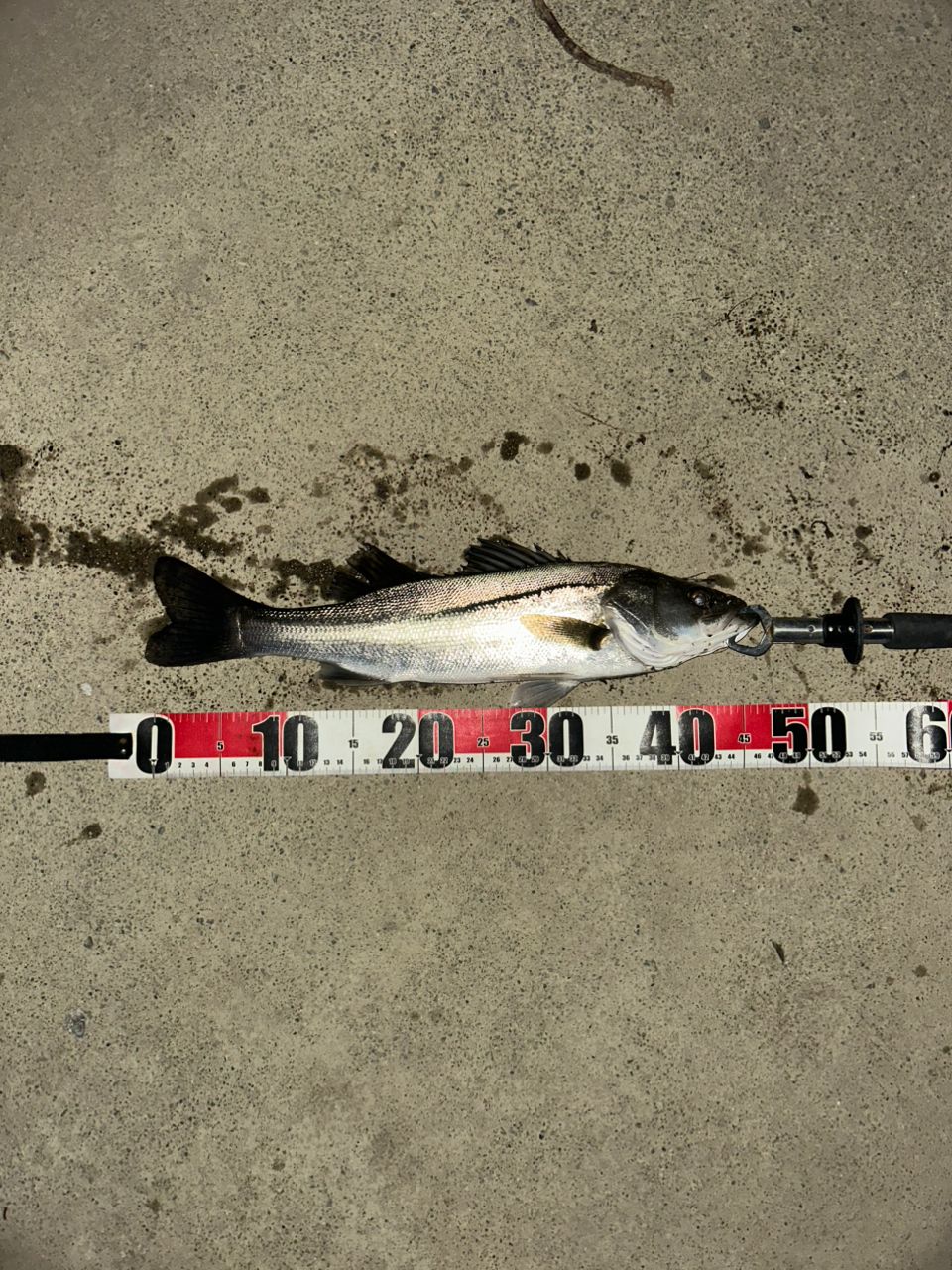 フッコ（マルスズキ）