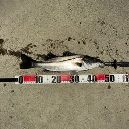 フッコ（マルスズキ）