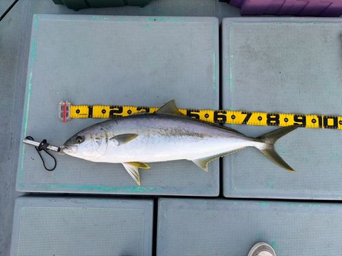 ヒラマサの釣果