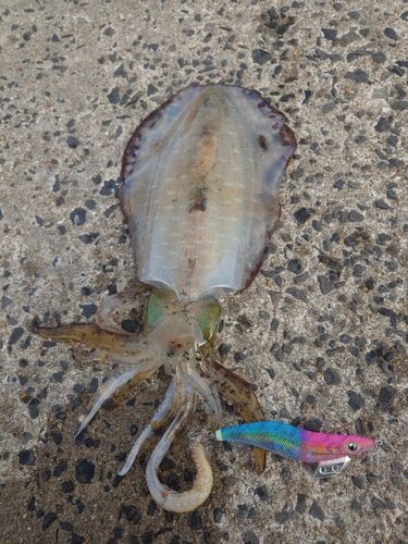 アオリイカの釣果