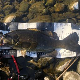 スモールマウスバス