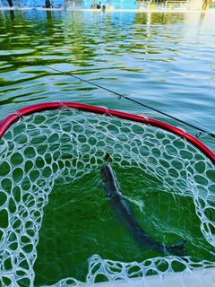 ニジマスの釣果