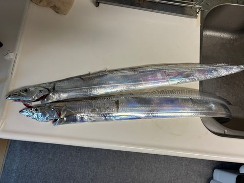 タチウオの釣果