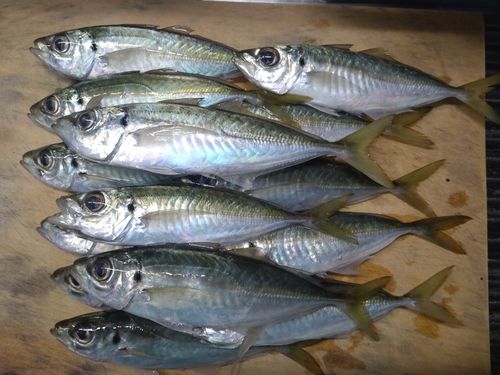 アジの釣果