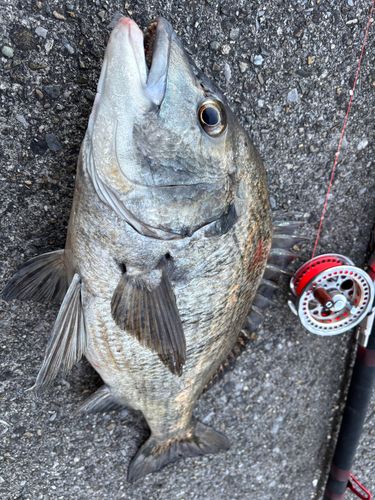 チヌの釣果
