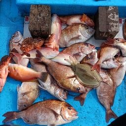 ウッカリカサゴ