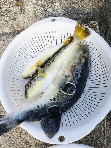 東京湾（アクアライン〜富津）