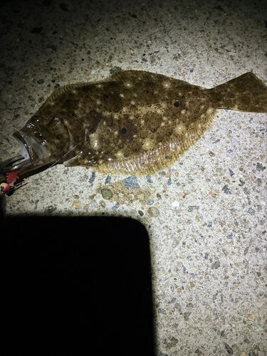 アカカマスの釣果