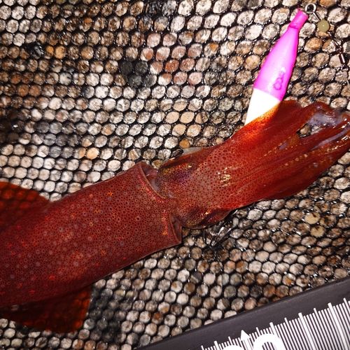 ケンサキイカの釣果