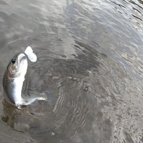 アングラーズパークキングフィッシャー