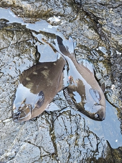 オナガグレの釣果