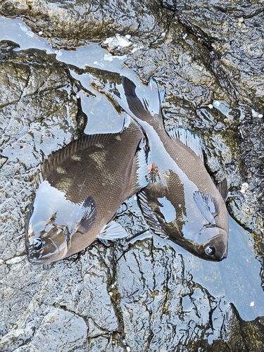 オナガグレの釣果