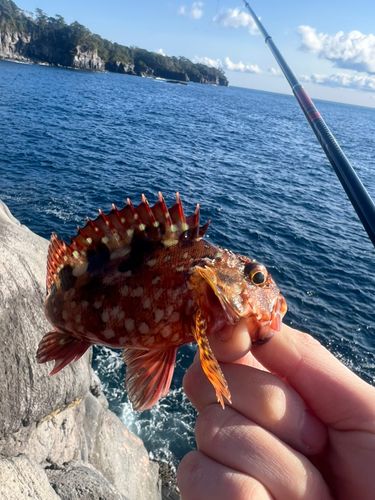 ホウライヒメジの釣果