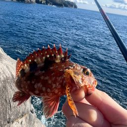 ホウライヒメジ