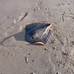 アカエイの釣果