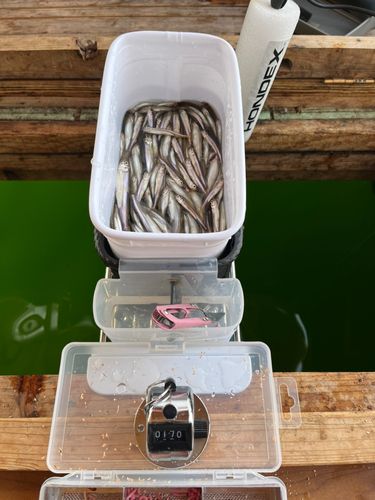 ワカサギの釣果