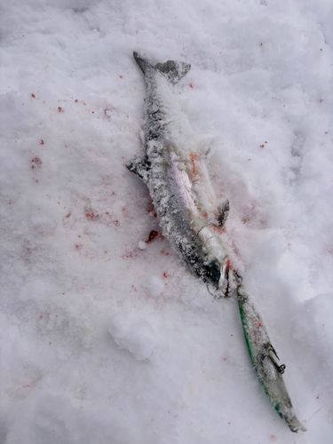 サクラマスの釣果