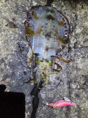 アオリイカの釣果
