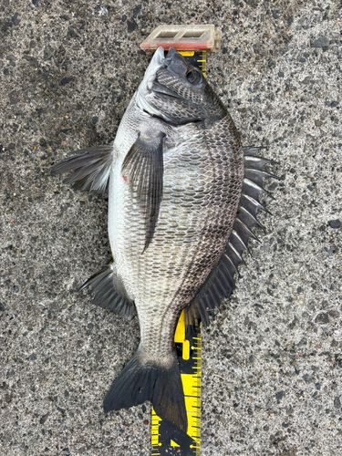 クロダイの釣果