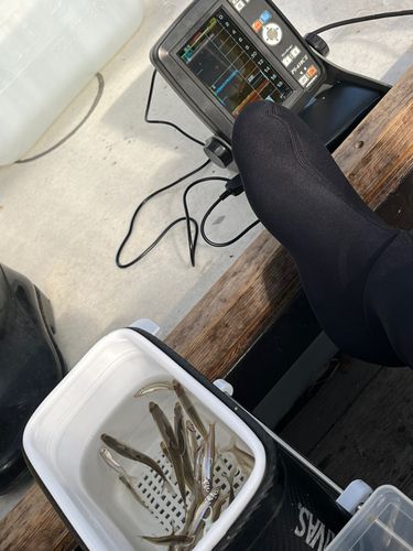 ワカサギの釣果