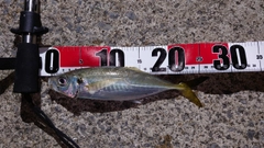 マアジの釣果