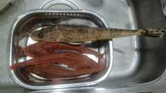 イネゴチの釣果