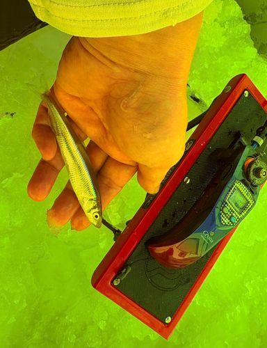 ワカサギの釣果