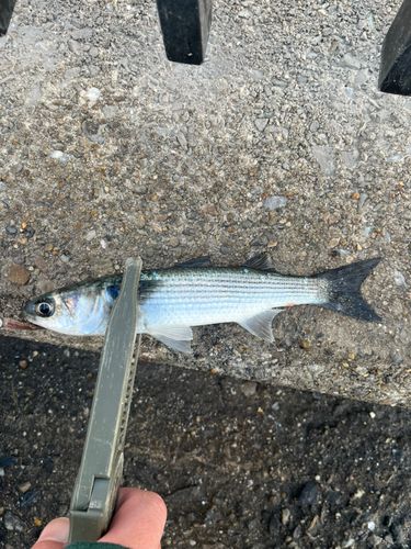 碧南海釣り公園