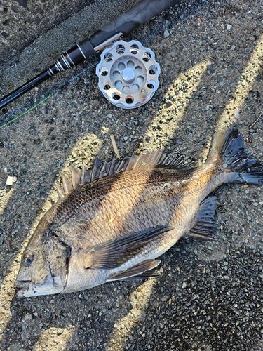 クロダイの釣果