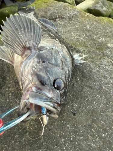 クロソイの釣果