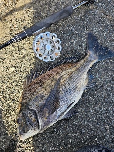 クロダイの釣果