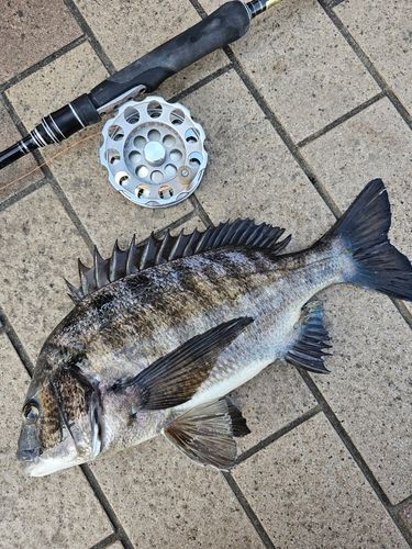 クロダイの釣果