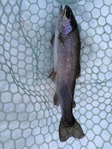 岩姫フィッシング