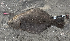 ヒラメの釣果